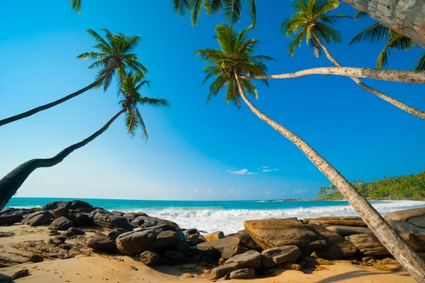 Tropical beach — Stock Photo, Image