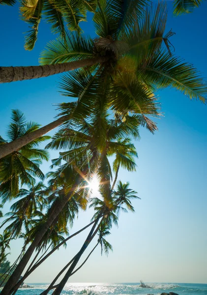 Tropisch strand — Stockfoto