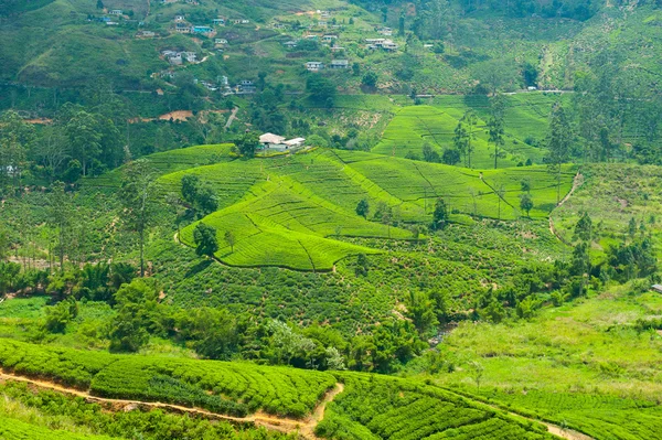 Paisagem plantação de chá — Fotografia de Stock