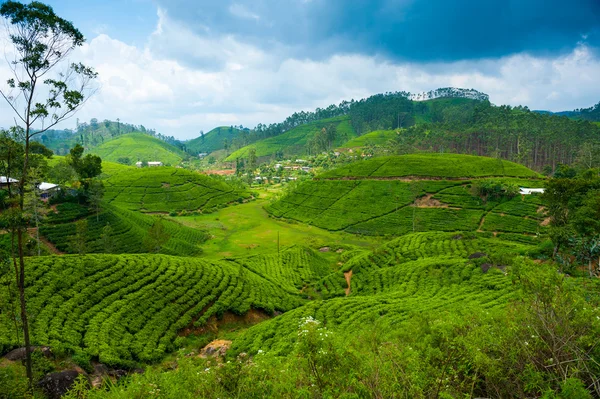 Paisagem plantação de chá — Fotografia de Stock