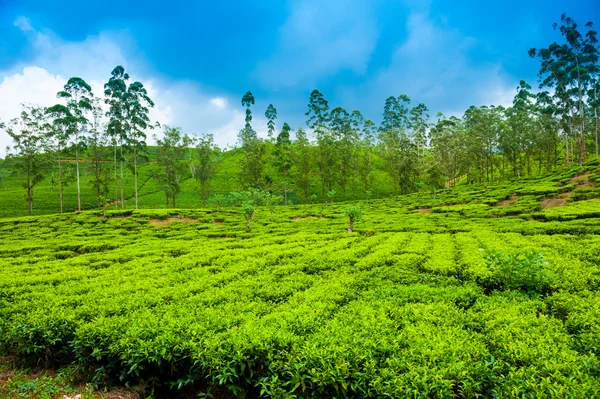 茶园景观 — 图库照片