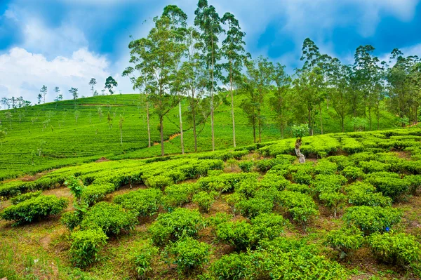 Tea plantation landscape — Stock Photo, Image