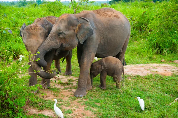 Família de elefantes com um jovem — Fotografia de Stock