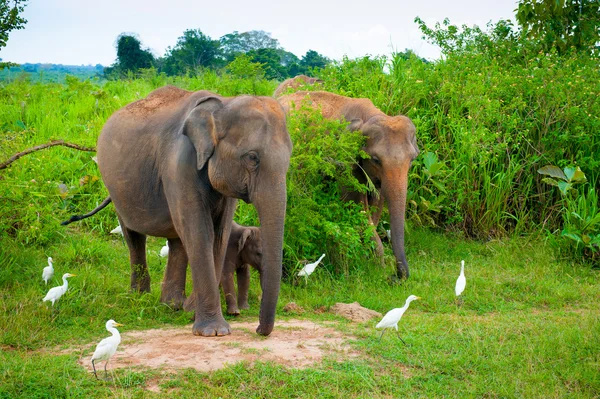 Famille d'éléphants avec un jeune — Photo