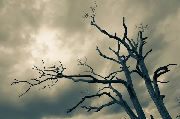 Silueta de árbol desnudo — Foto de Stock