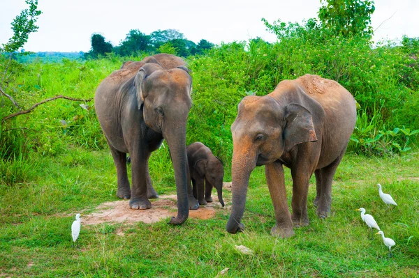 Famille d'éléphants avec un jeune — Photo