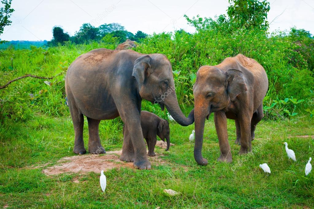Family of elephants with young one