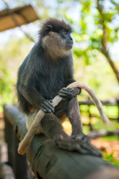 Monkey sitting and holding tail