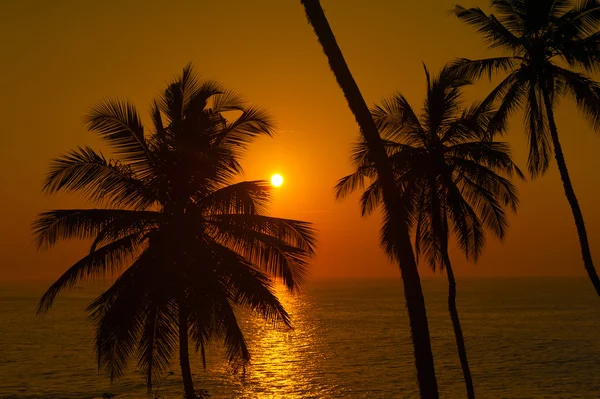 美しい熱帯の夕日 — ストック写真
