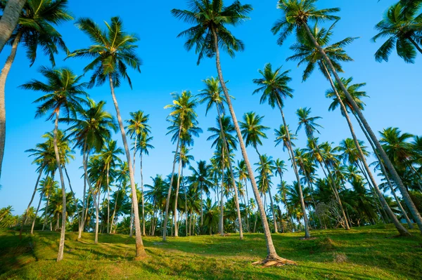 Palm skog — Stockfoto