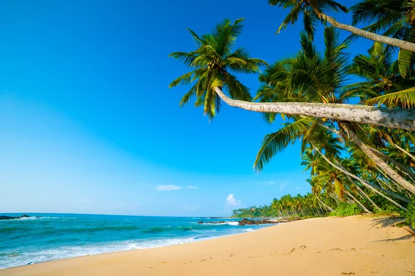 Tropical beach — Stock Photo, Image