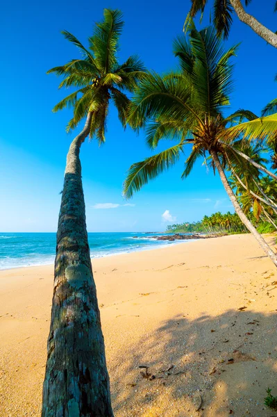 Tropical beach — Stock Photo, Image