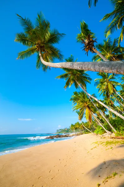 Spiaggia tropicale — Foto Stock