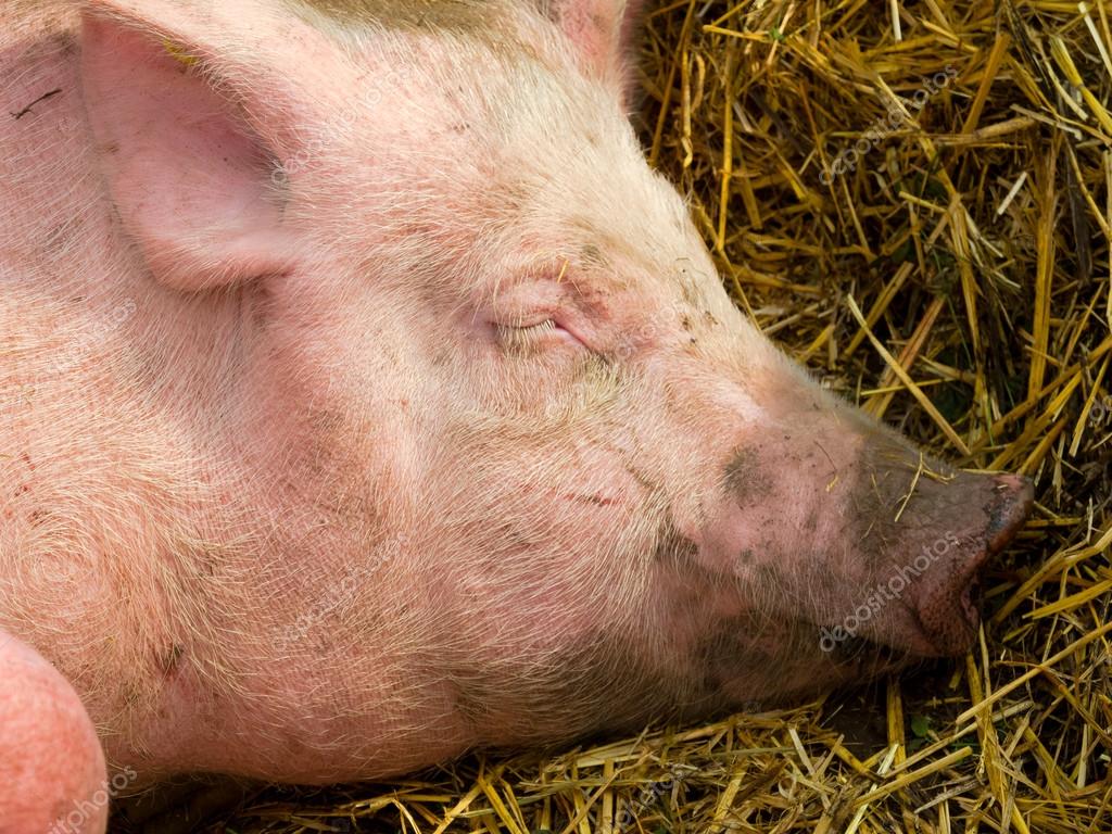 Porc Laineux Images Libres De Droit Photos De Porc Laineux Depositphotos Porc Laineux Images Libres De Droit Photos De Porc Laineux Depositphotos