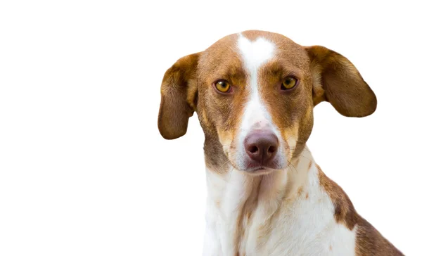 白で隔離される犬 — ストック写真