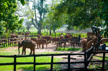 Bebek filler süt ile beslemek işçiler