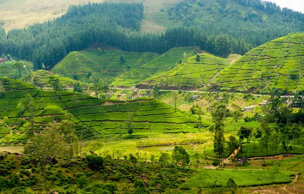 Krajobraz plantacji herbaty — Zdjęcie stockowe