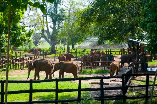Рабочие кормят детенышей слонов молоком — стоковое фото