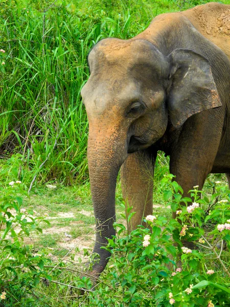 Wild elephant — Stock Photo, Image