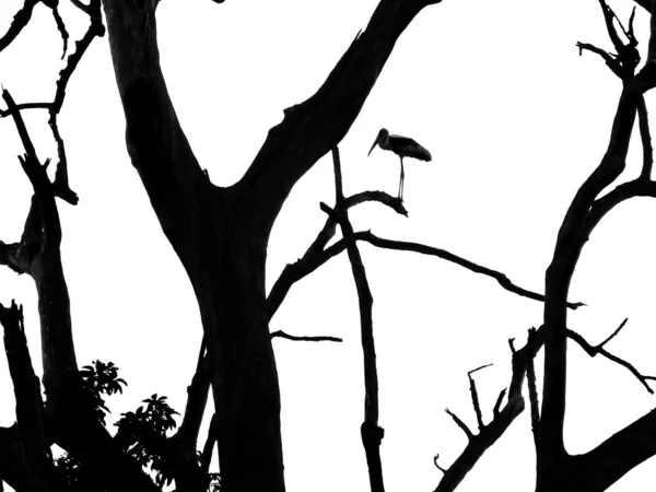 Větve s heron — Stock fotografie