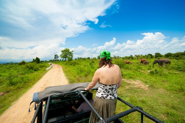 Safari — Foto Stock