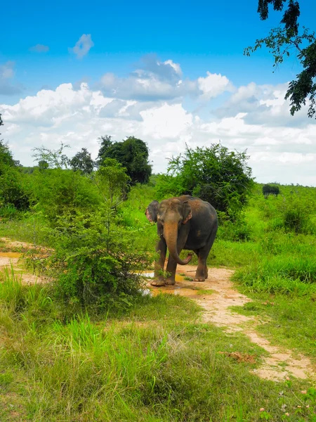 Elefante selvagem — Fotografia de Stock