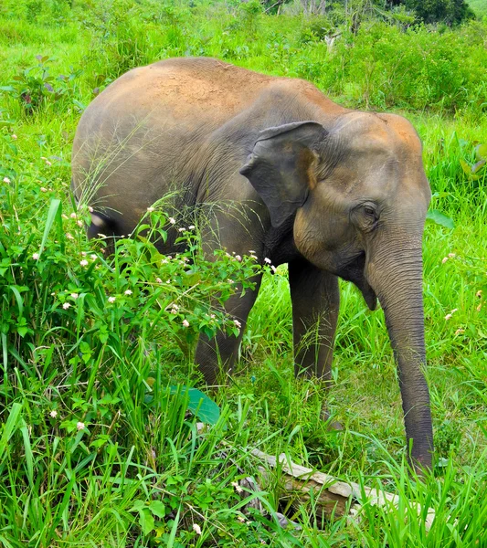 Elefante selvagem — Fotografia de Stock