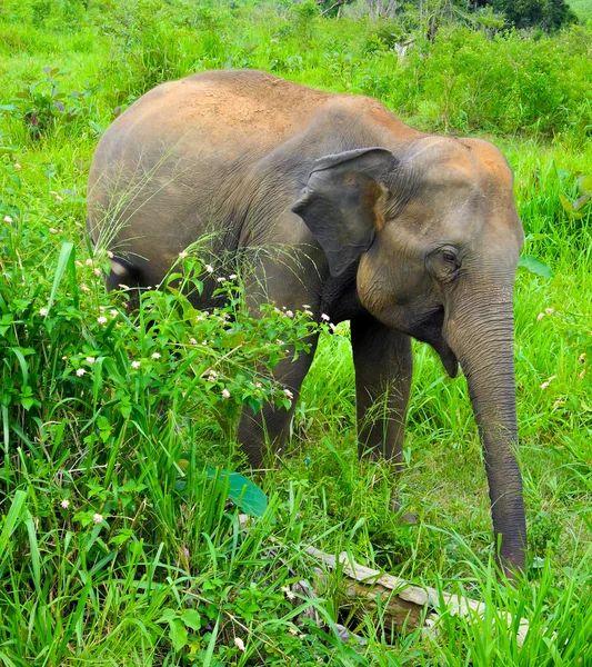 Wild elephant — Stock Photo, Image