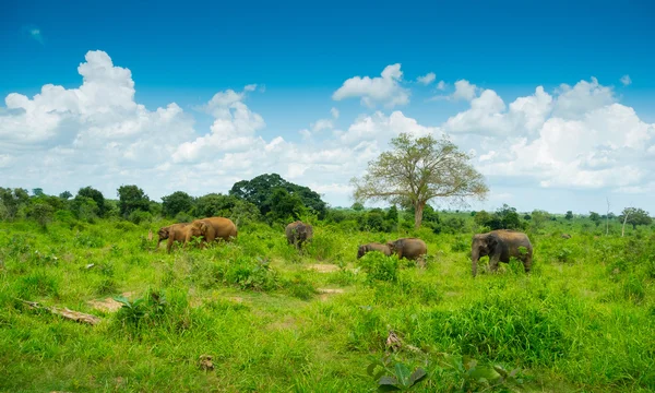 Groep van wilde olifanten — Stockfoto