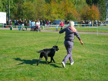 köpek göstermek