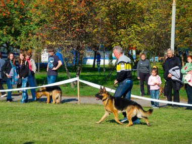 köpek göstermek