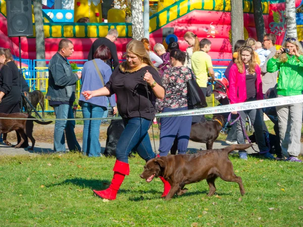 Köpek göstermek — Stok fotoğraf