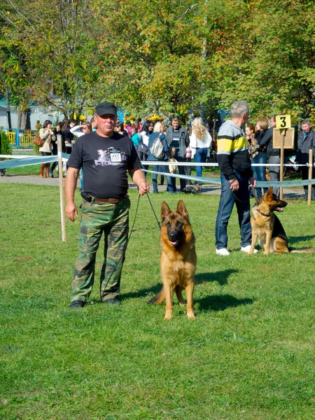 Dog show — Stock Photo, Image