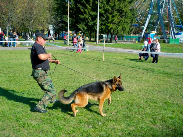 Dog show — Stock Photo, Image