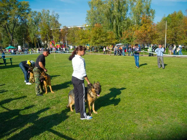 Exposición canina — Foto de Stock