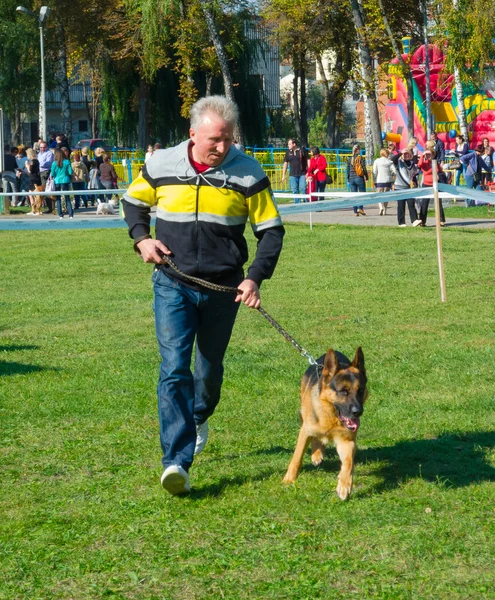 Výstava psů — Stock fotografie