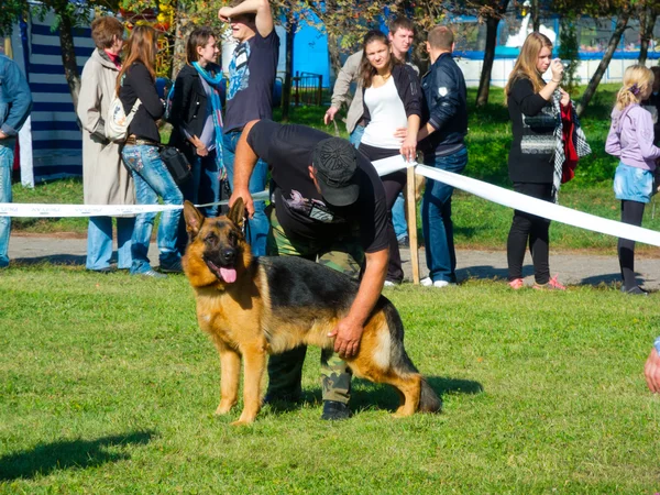 Dog show — Stock Photo, Image