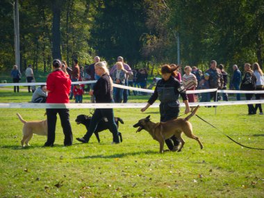 köpek göstermek