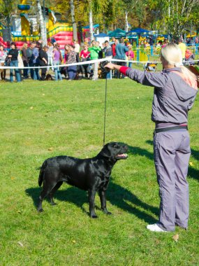 köpek göstermek