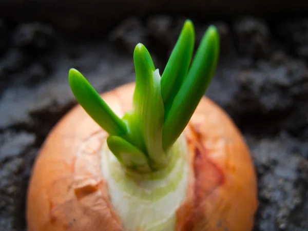 Grüne Zwiebel — Stockfoto