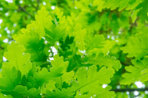 Folhas de carvalho verde fresco — Fotografia de Stock