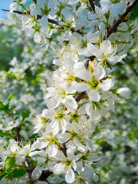 Tree brunches with white flowers — Stock Photo, Image
