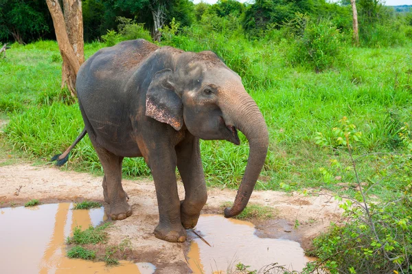 Elefante selvagem — Fotografia de Stock