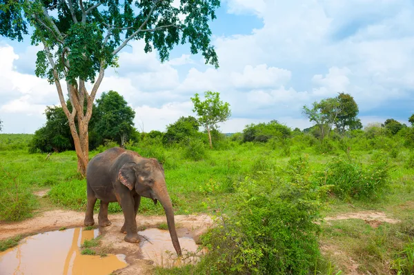 Wild elephant — Stock Photo, Image