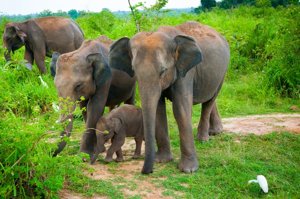 Famille d'éléphants avec un jeune — Photo