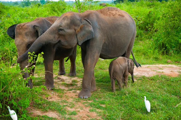 Famiglia di elefanti con giovane — Foto Stock