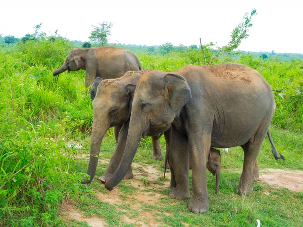 Famille d'éléphants avec un jeune — Photo