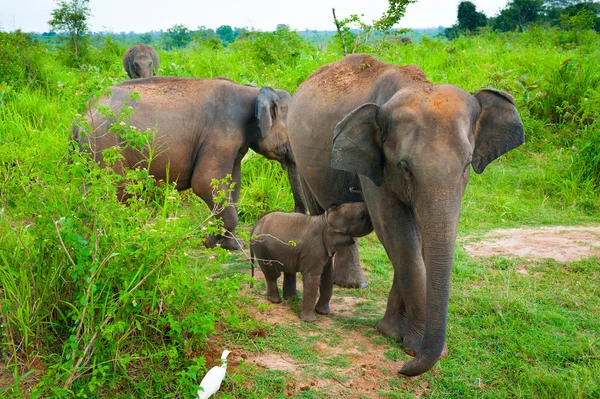 Famille d'éléphants avec un jeune — Photo