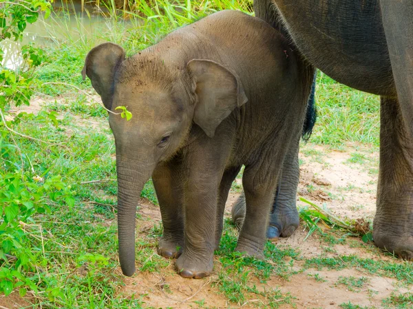 Jonge olifant — Stockfoto