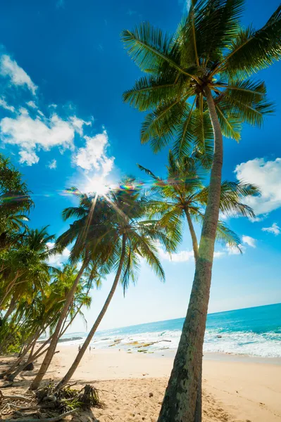 Playa tropical — Foto de Stock